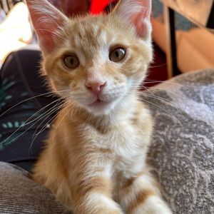 Meet your Posher, Marcella